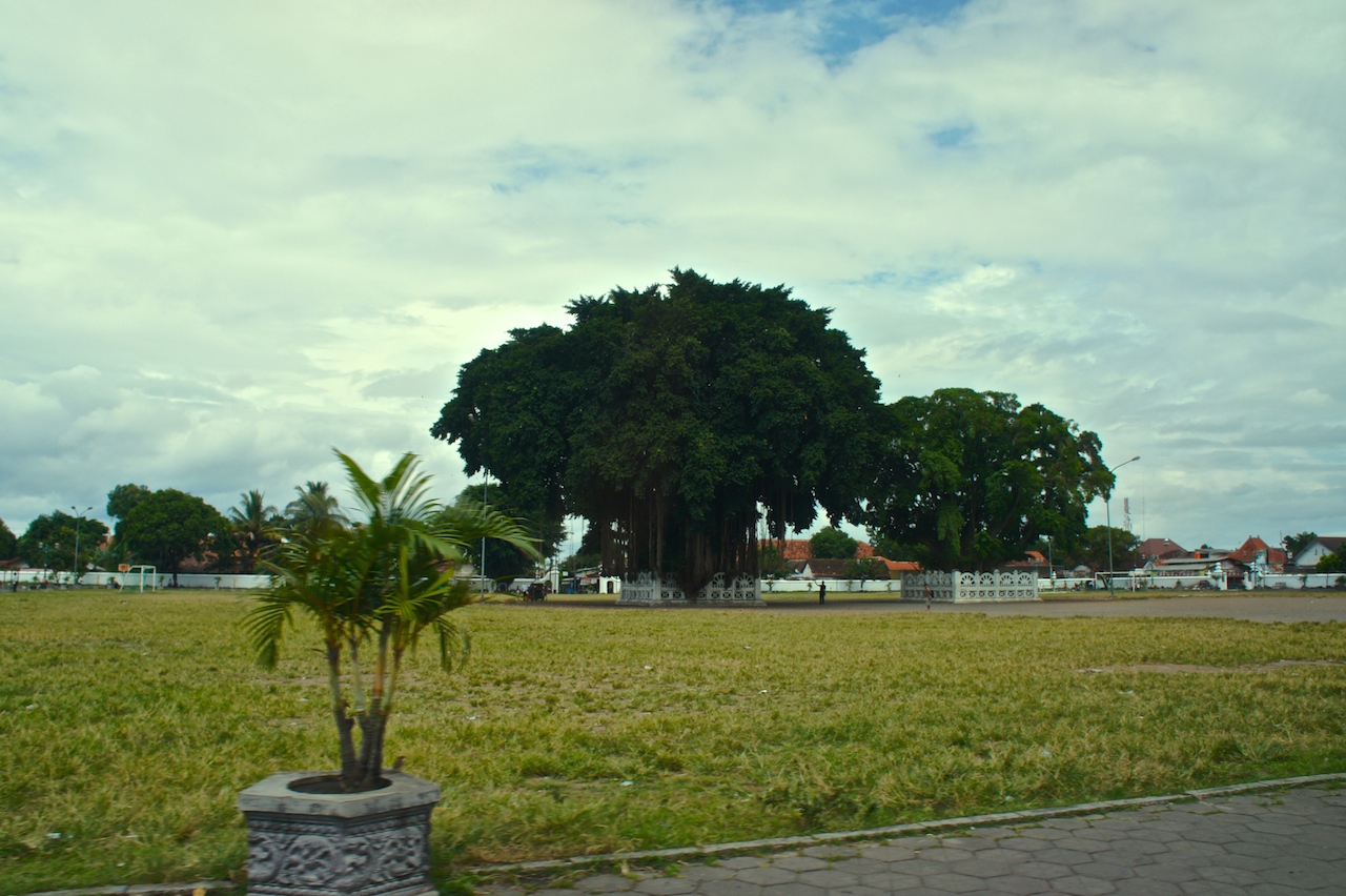 SONY DSC