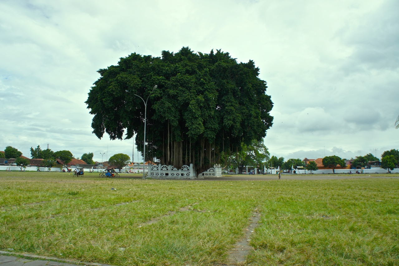 SONY DSC