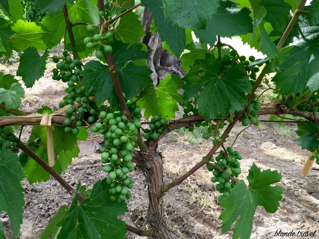 Green Malbec grapes and leaves on an old vine at Achaval Ferrer.