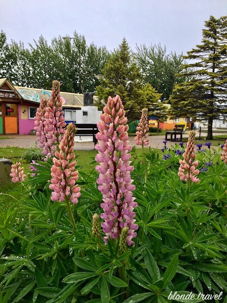 Lupins in Ushuaia