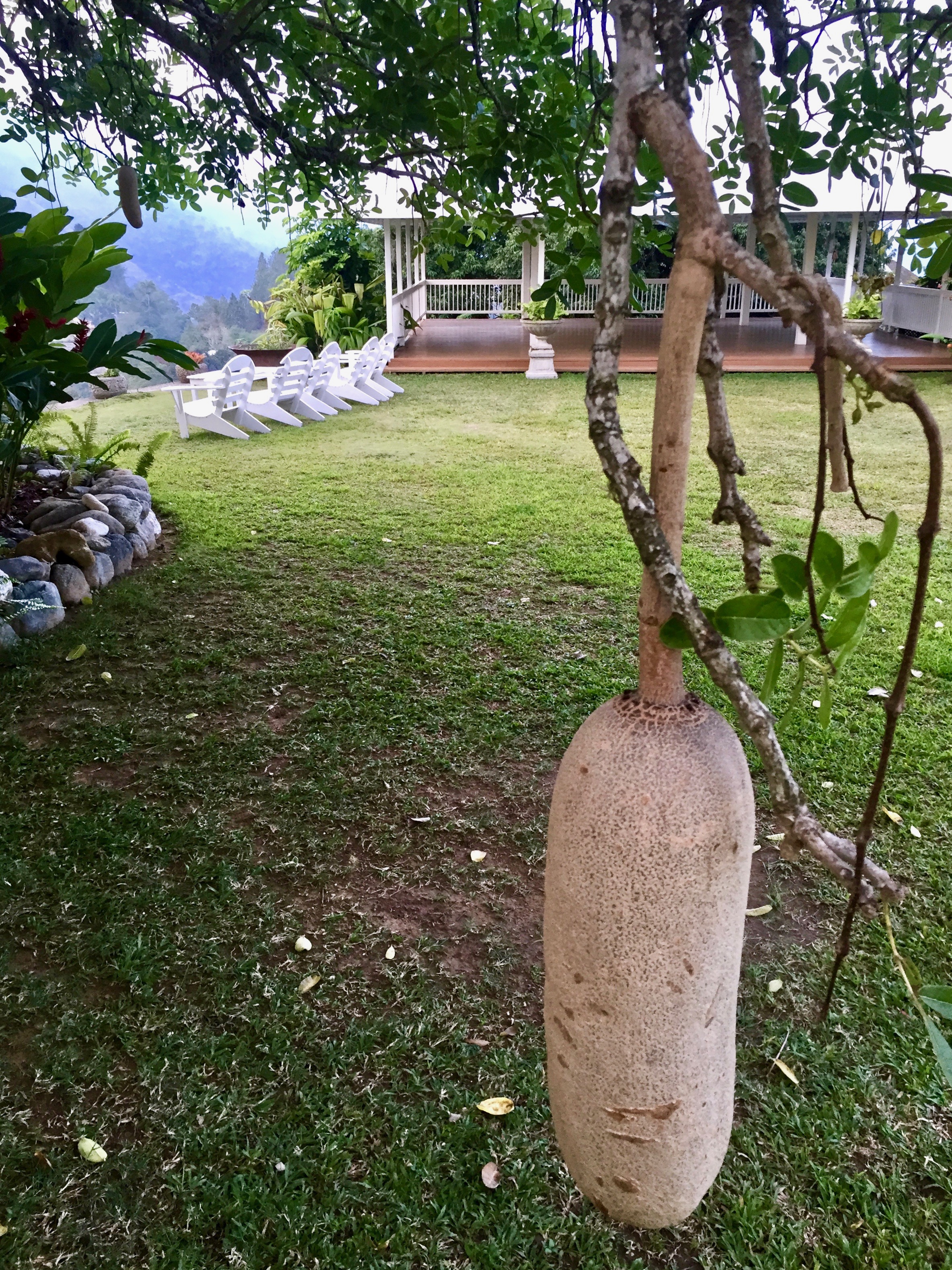 Breadfruit growing at Strawberry Hill