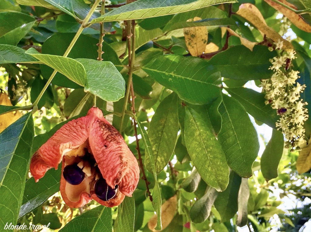Ripe ackee fruit growing in Jamaica