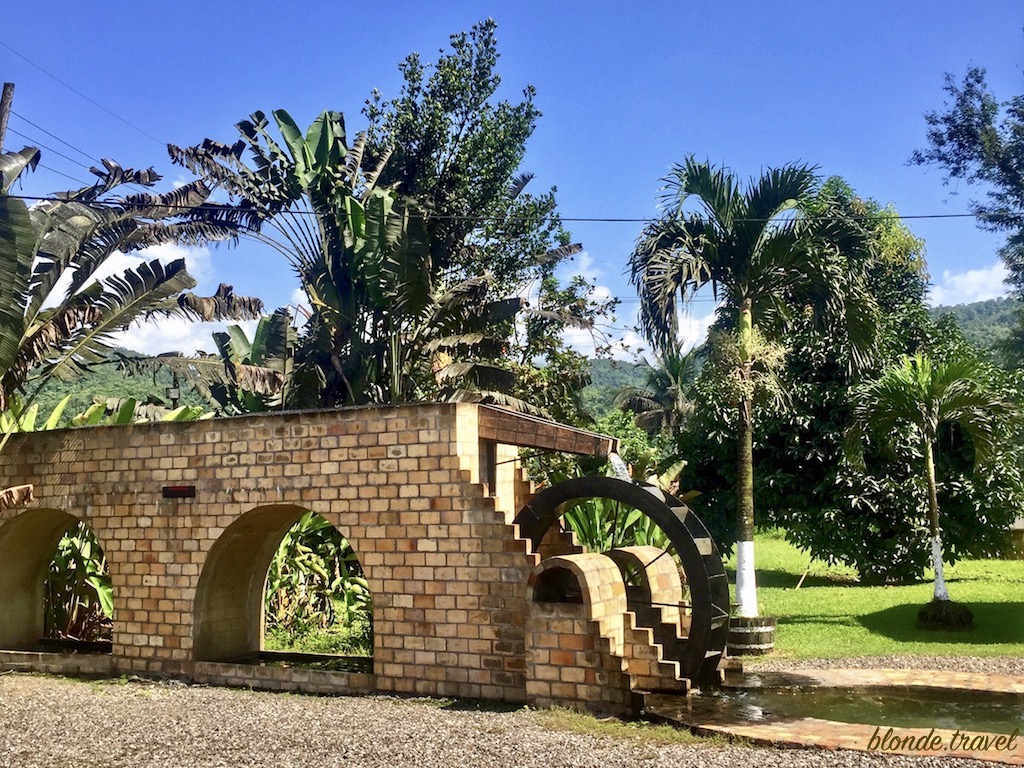 Sugarcane at Appleton Estate