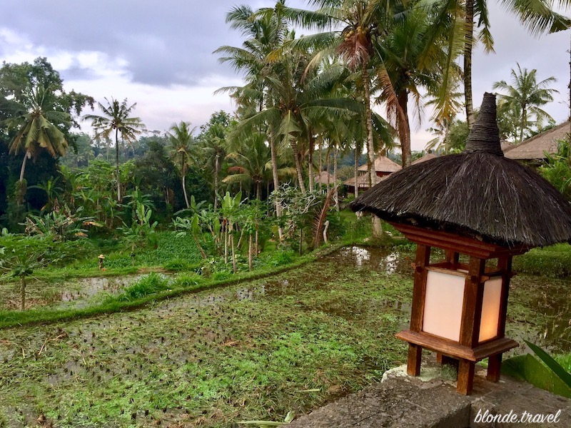 Rice terraces and palms in Ubud