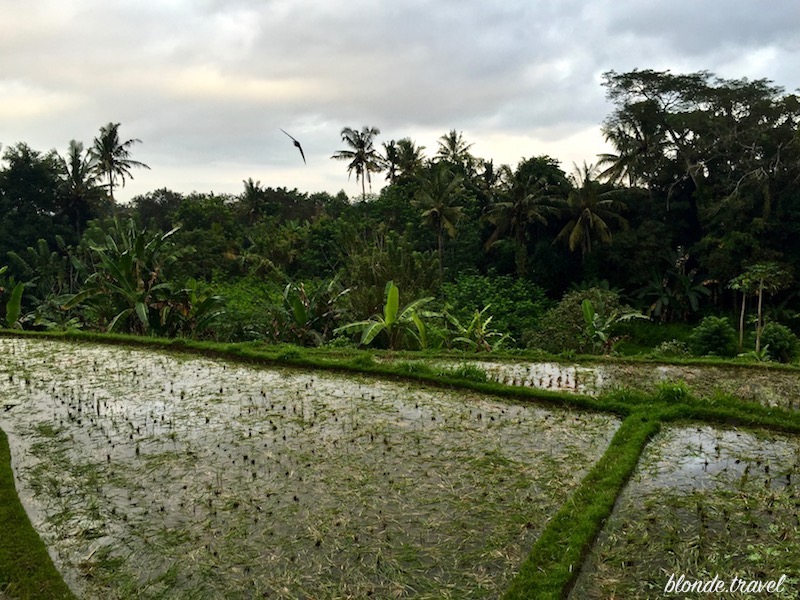 Rice terraces below Amandari in the Ayung Valley
