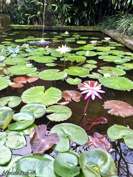 Lotus pond and tropical garden at Amandari