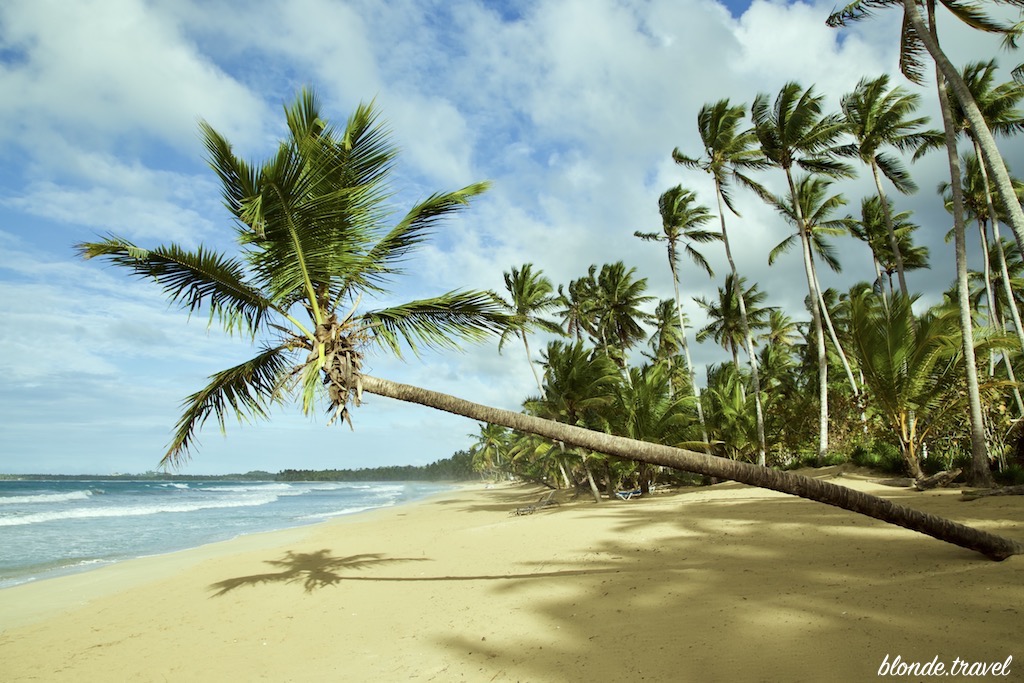 A leaning coconut palm over the sand at Cosón beach