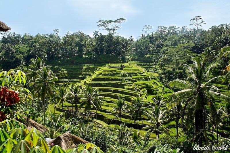 Green landscape around Amandari in Ubud, Bali