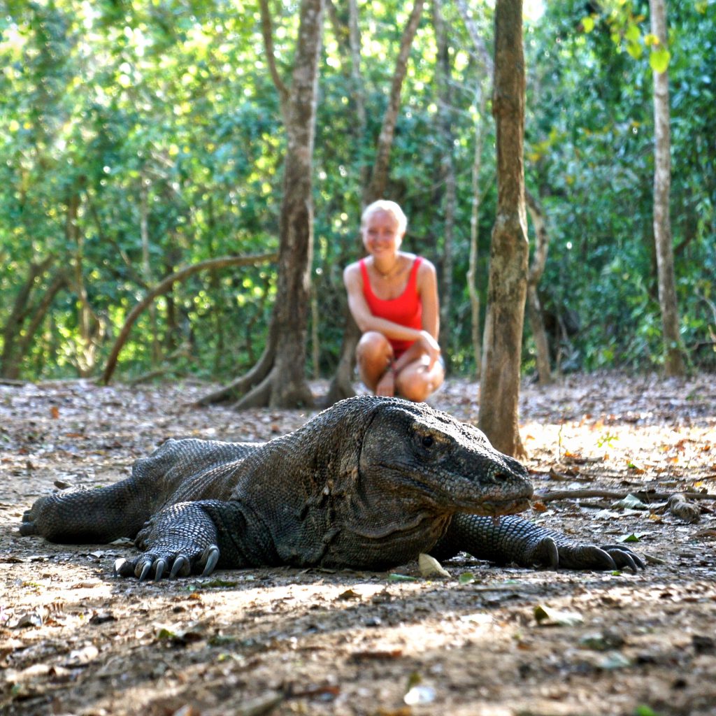 A Komodo dragon resting on the forest floor in Indonesia