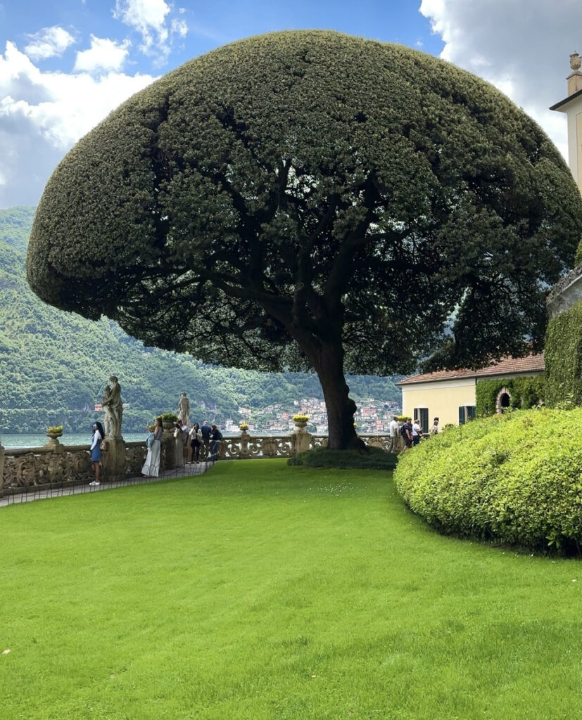 A broad clipped tree shades the lawn and stone balustrade in the gardens of Villa del Balbianello.