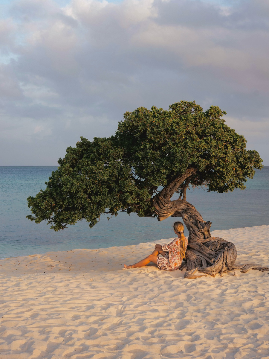 Olga seated on a wind-shaped divi-divi tree beside an Aruba beach.