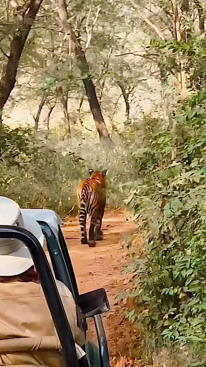 A Bengal tiger walking along a forest track in Ranthambore National Park.