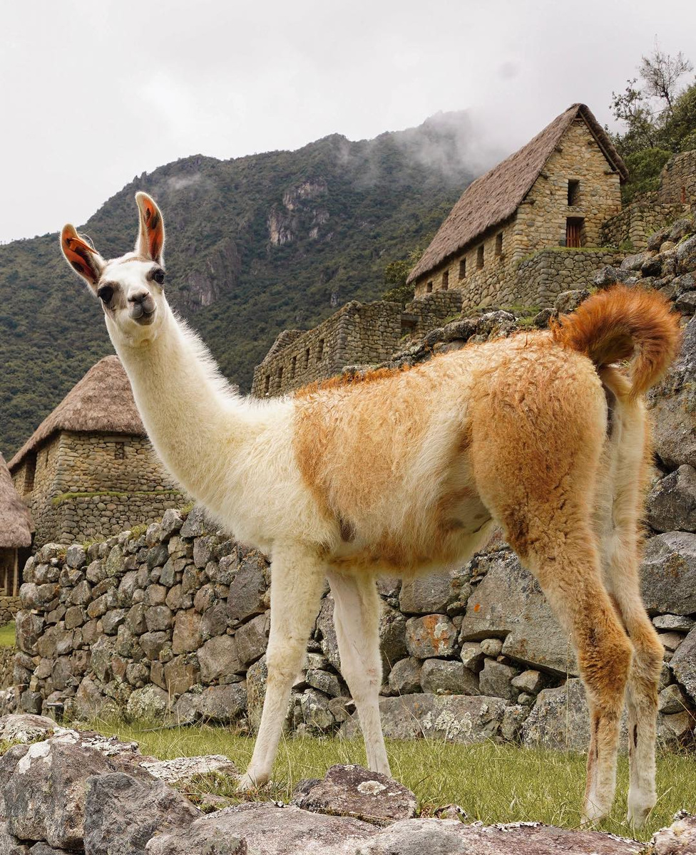 A llama standing before the stone buildings and mountains of Machu Picchu.