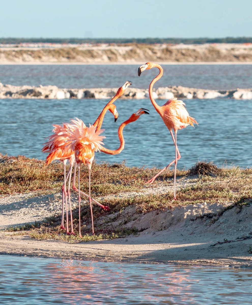 Pink flamingos standing in the wetlands at Rio Lagartos, Mexico.