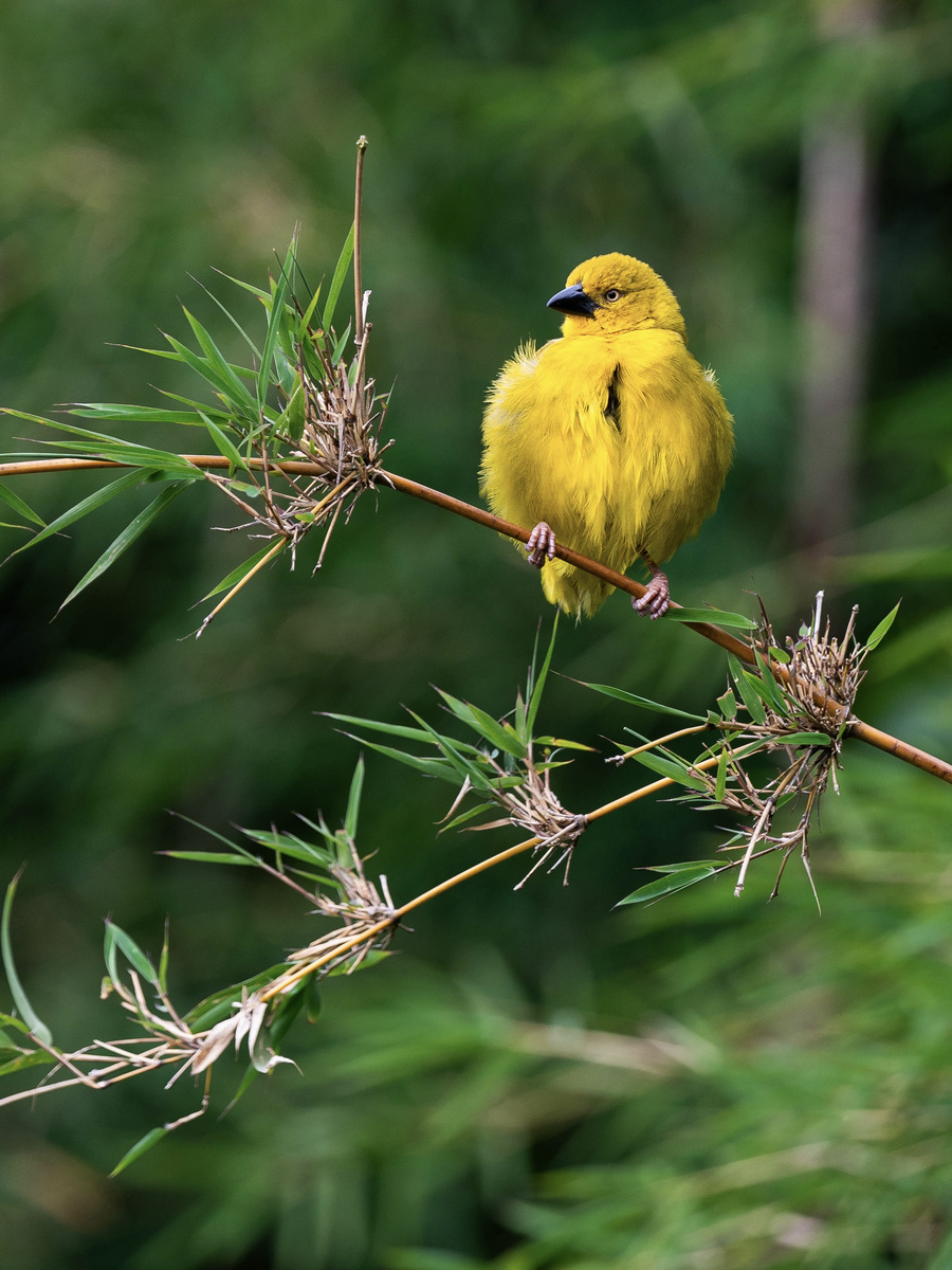 A small bright yellow bird perches on a thorny branch in the Amarembo garden.