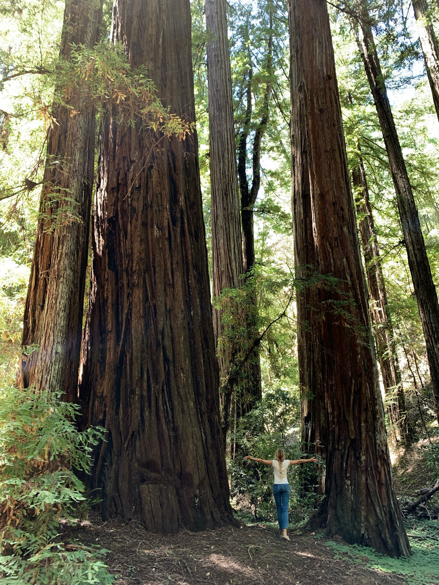 Olga standing at the base of an immense coast redwood in Armstrong Redwoods State Natural Reserve