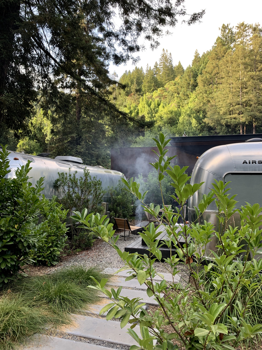 Two silver Airstream trailers partly screened by green shrubs beneath redwood trees