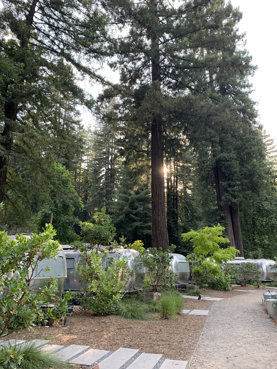 Gravel path winding past silver Airstream trailers and young redwoods at AutoCamp Russian River