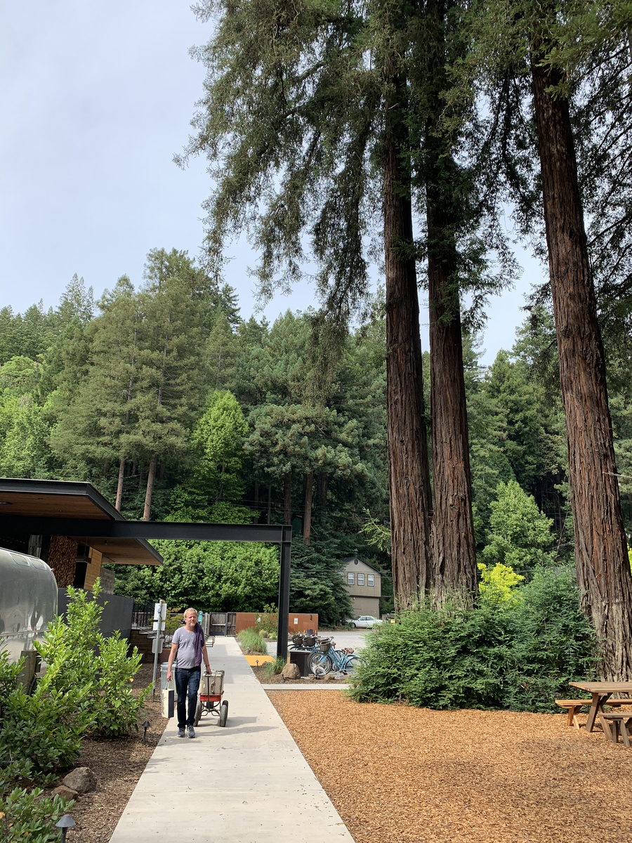 Path through AutoCamp Russian River with tall redwoods, Airstreams and a guest pushing a red wagon