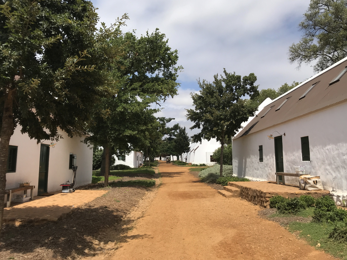 A dirt lane passes between whitewashed cottages and oak trees at Babylonstoren.