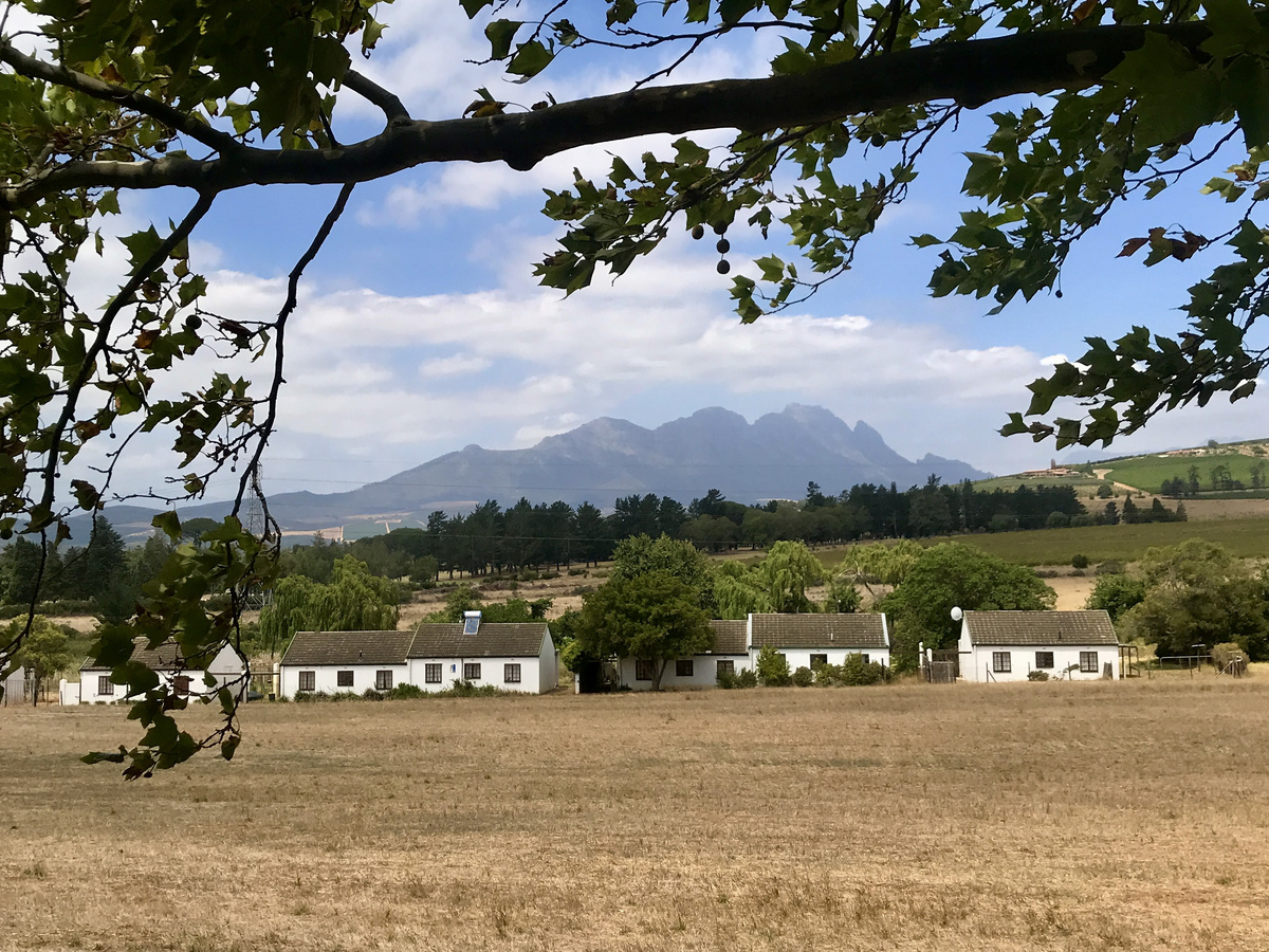 A row of low white Babylonstoren cottages sits beyond a field with mountains in the distance.