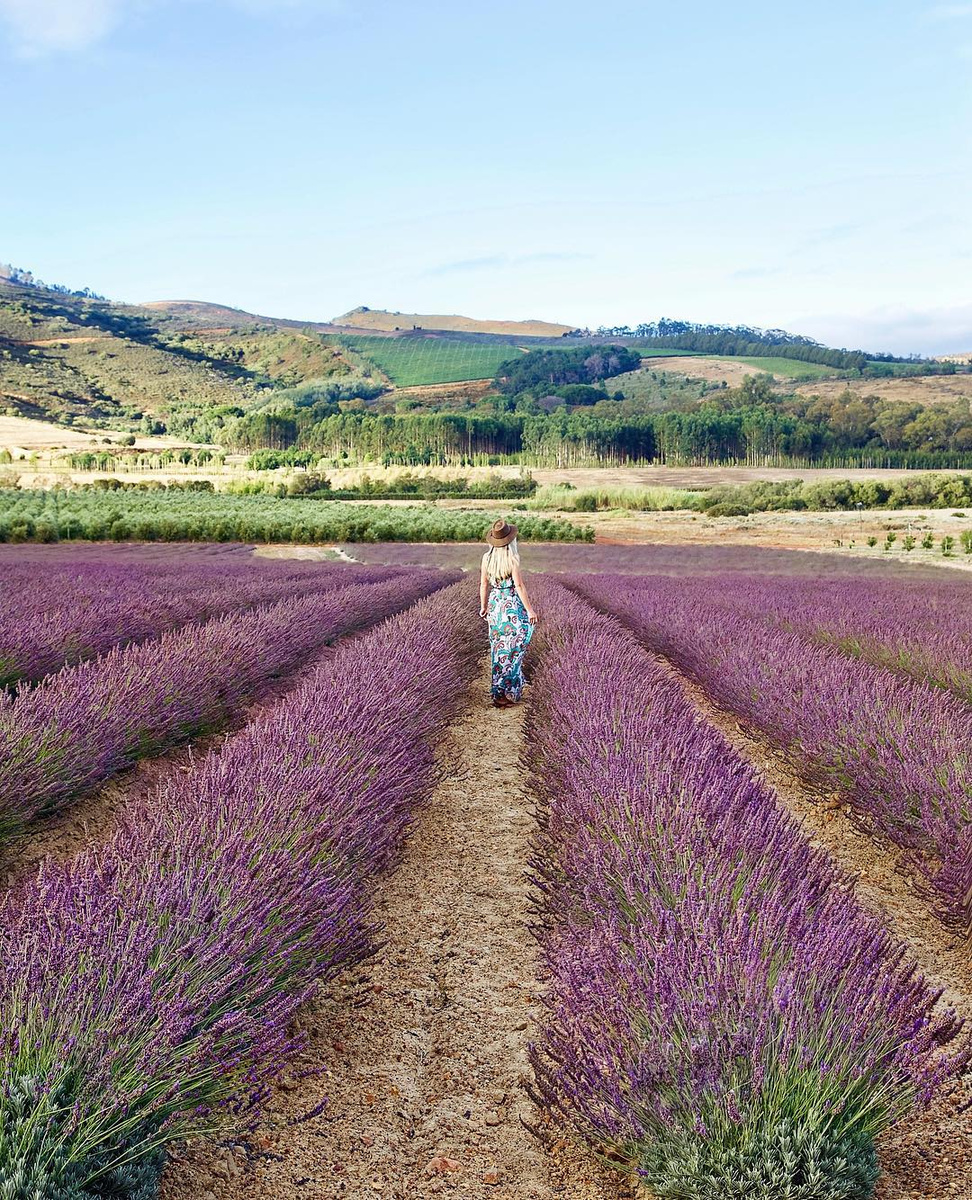 Olga walks between rows of purple lavender on the Babylonstoren farm.