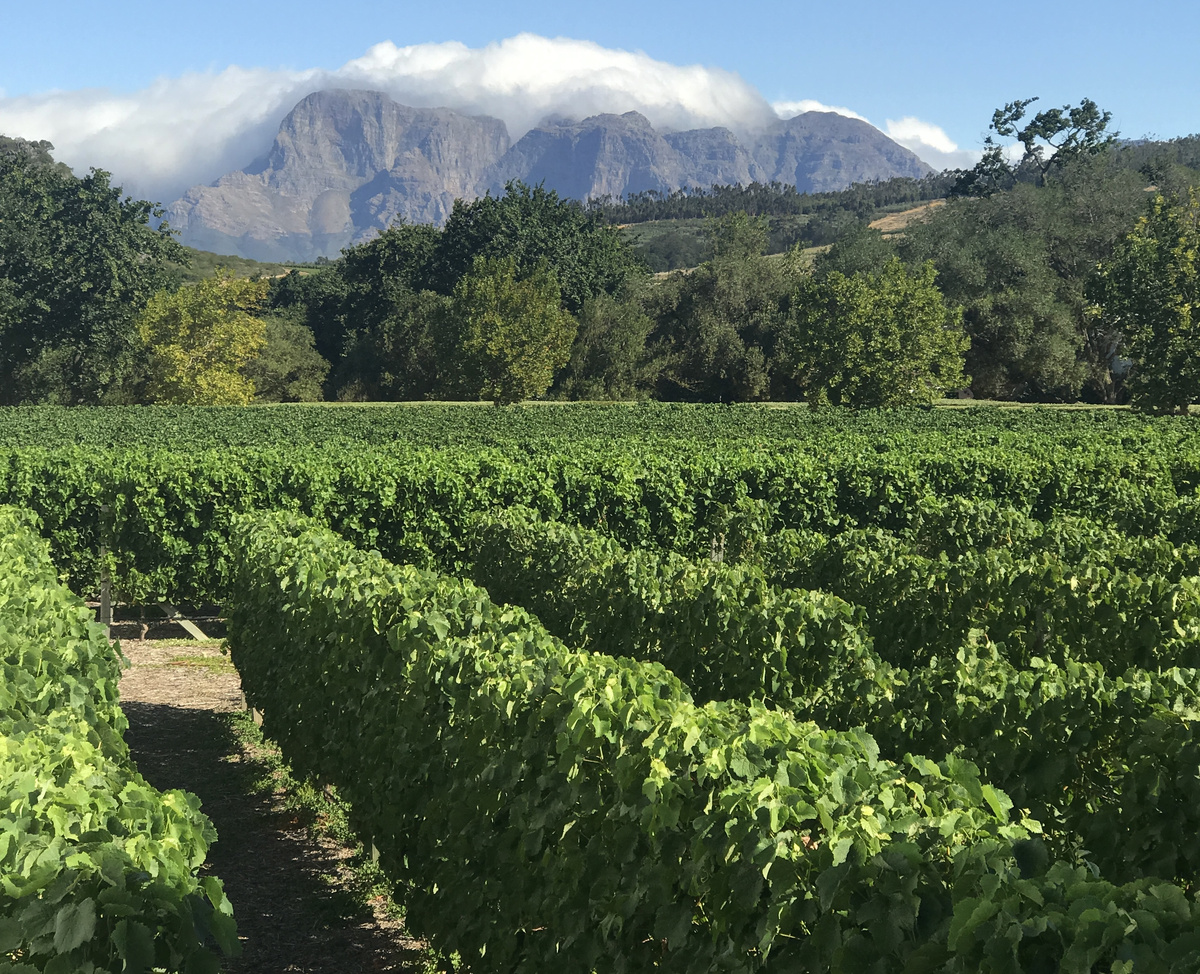Green vineyard rows at Babylonstoren with cloud-capped Cape mountains beyond.