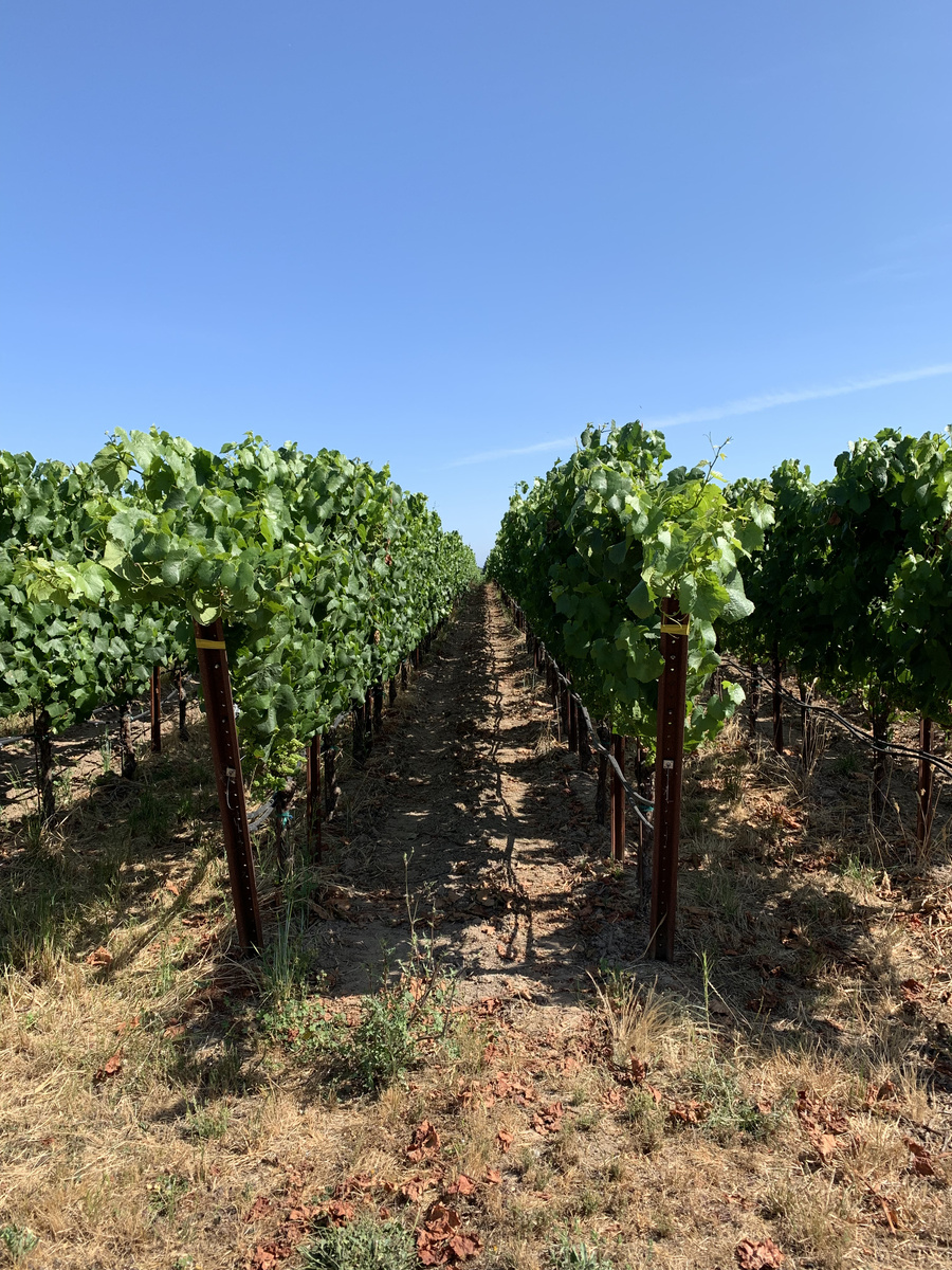 Rows of green grapevines beneath a blue sky at Benovia Winery in Russian River Valley
