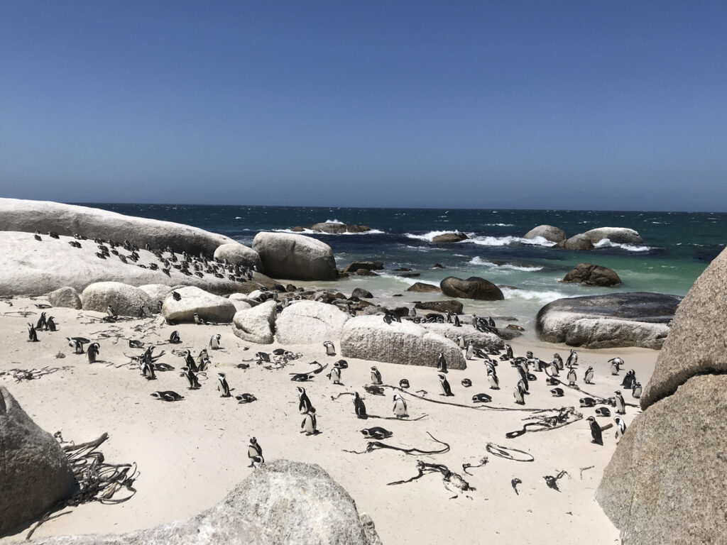 A large African penguin colony spread across pale sand and granite rocks beside the sea at Boulders Beach.