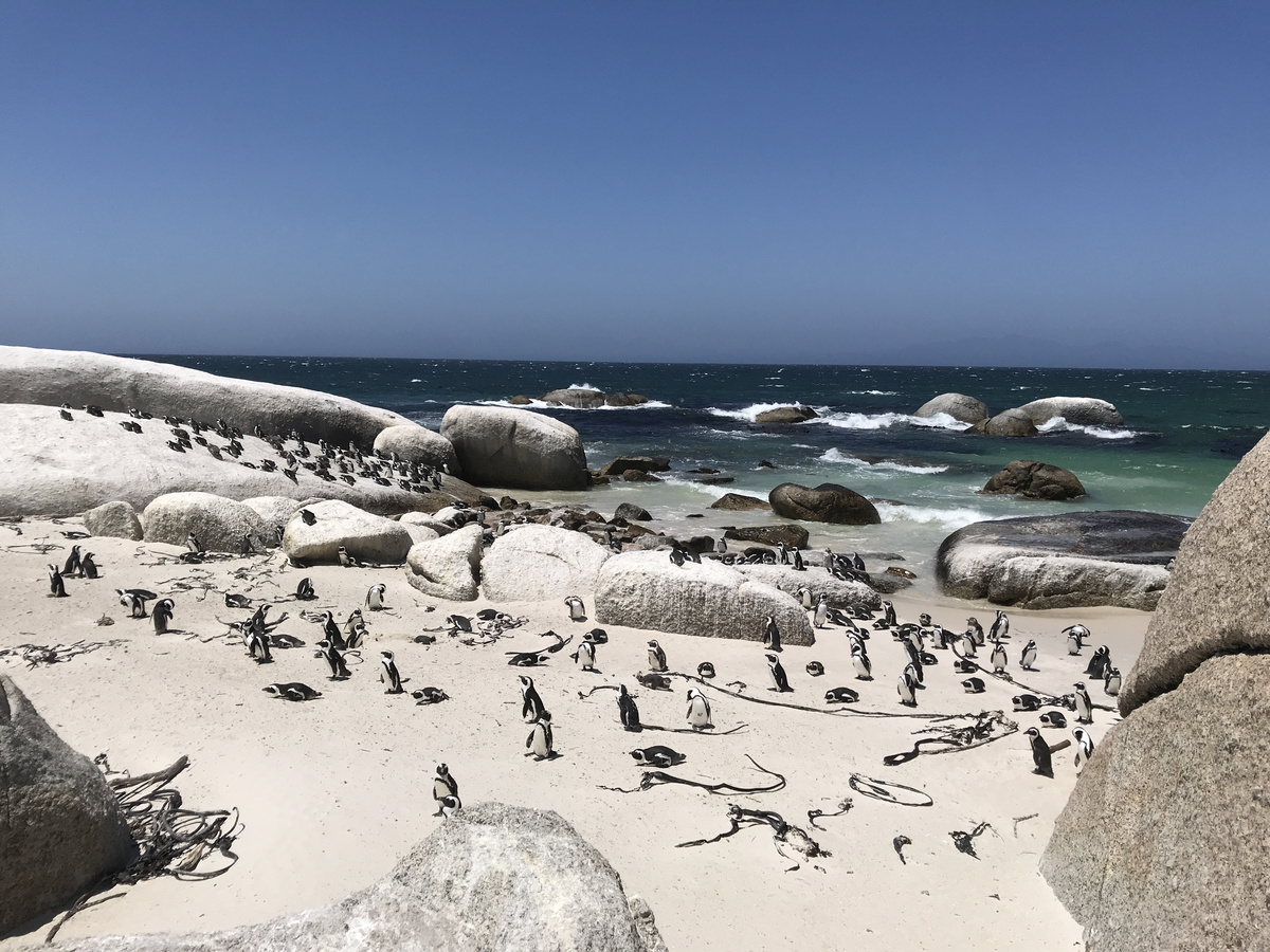 A large African penguin colony spread across pale sand and granite rocks beside the sea at Boulders Beach.