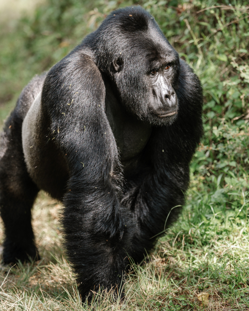 A silverback mountain gorilla looks across a forest clearing in Bwindi, Uganda.