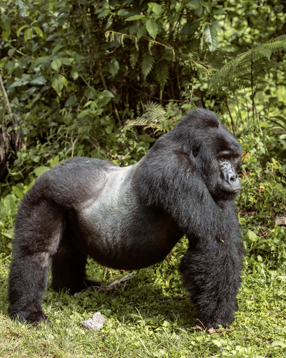 A silverback mountain gorilla stands in a green forest clearing in Bwindi, Uganda.