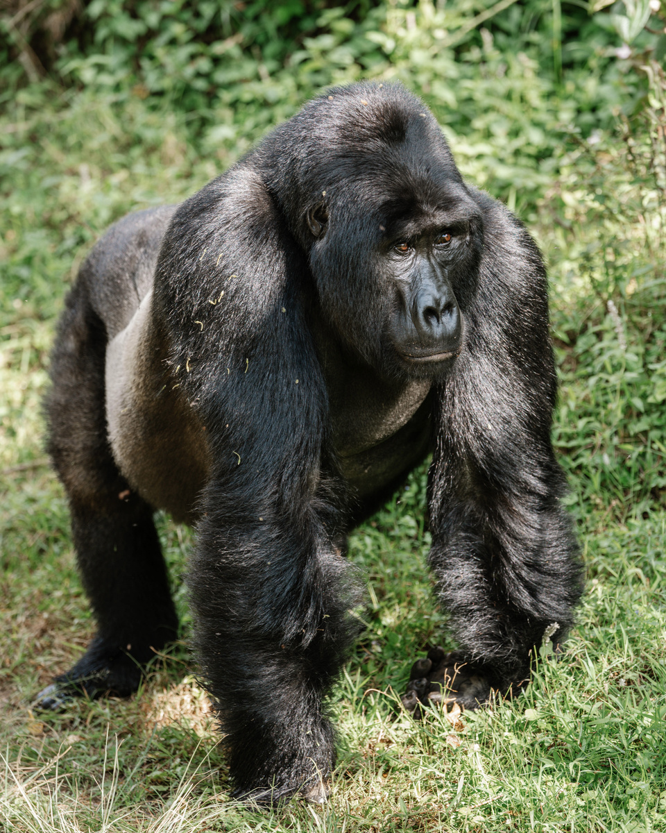 A silverback mountain gorilla walks on all fours through dense green vegetation in Bwindi, Uganda.