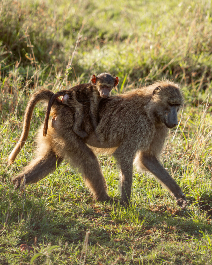 A baby baboon clinging to an adult baboon in the Masai Mara.