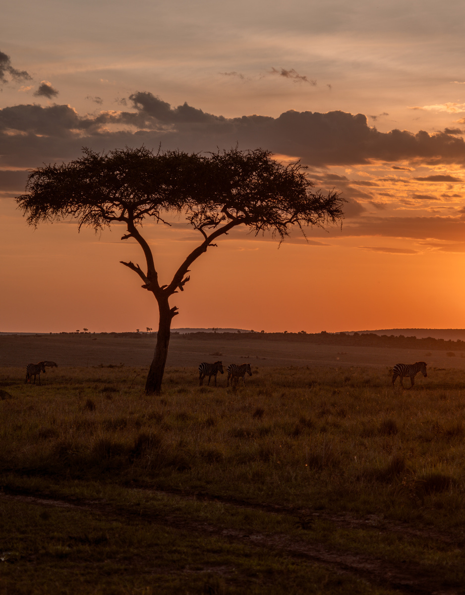 Zebras grazing beneath an acacia tree at sunset in the Masai Mara.