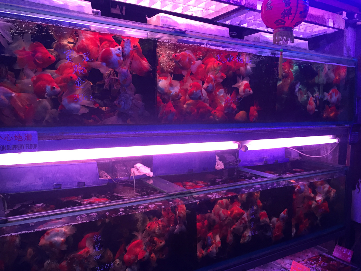Rows of fancy goldfish in specialist aquarium-shop tanks on Goldfish Street in Mong Kok