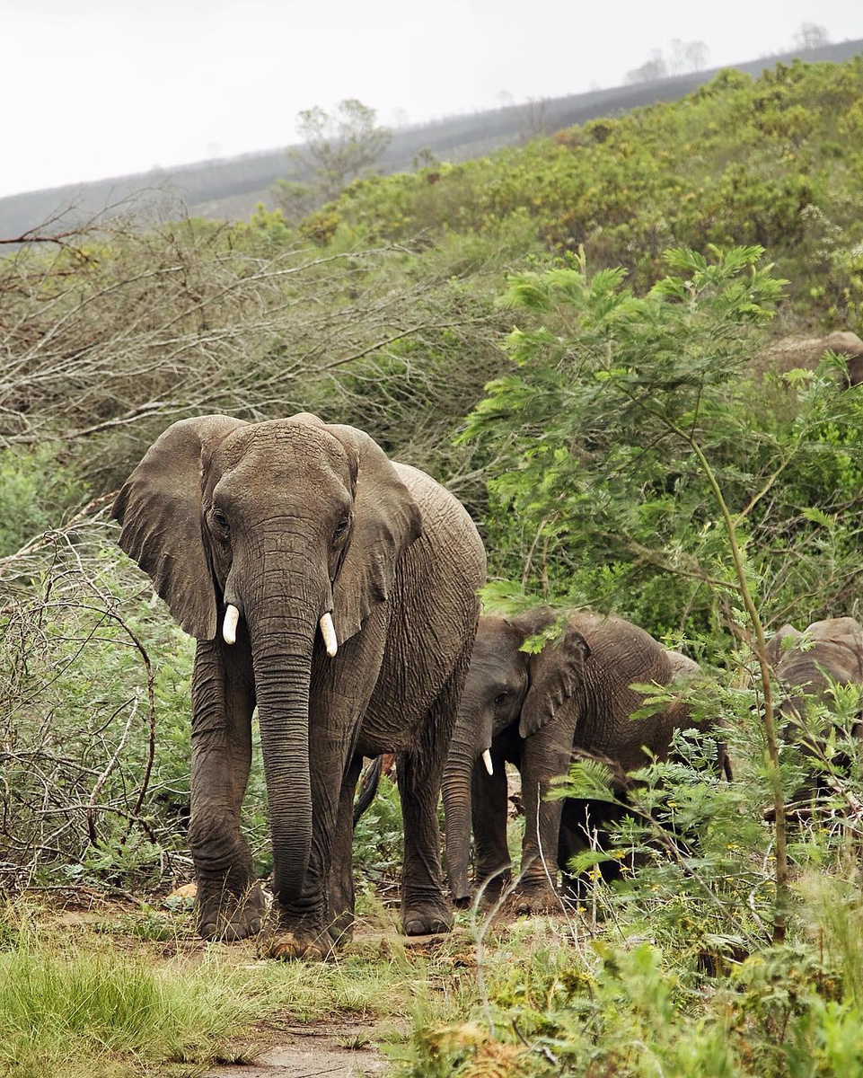 Adult elephant and calves walking through dense green vegetation at Gondwana Game Reserve