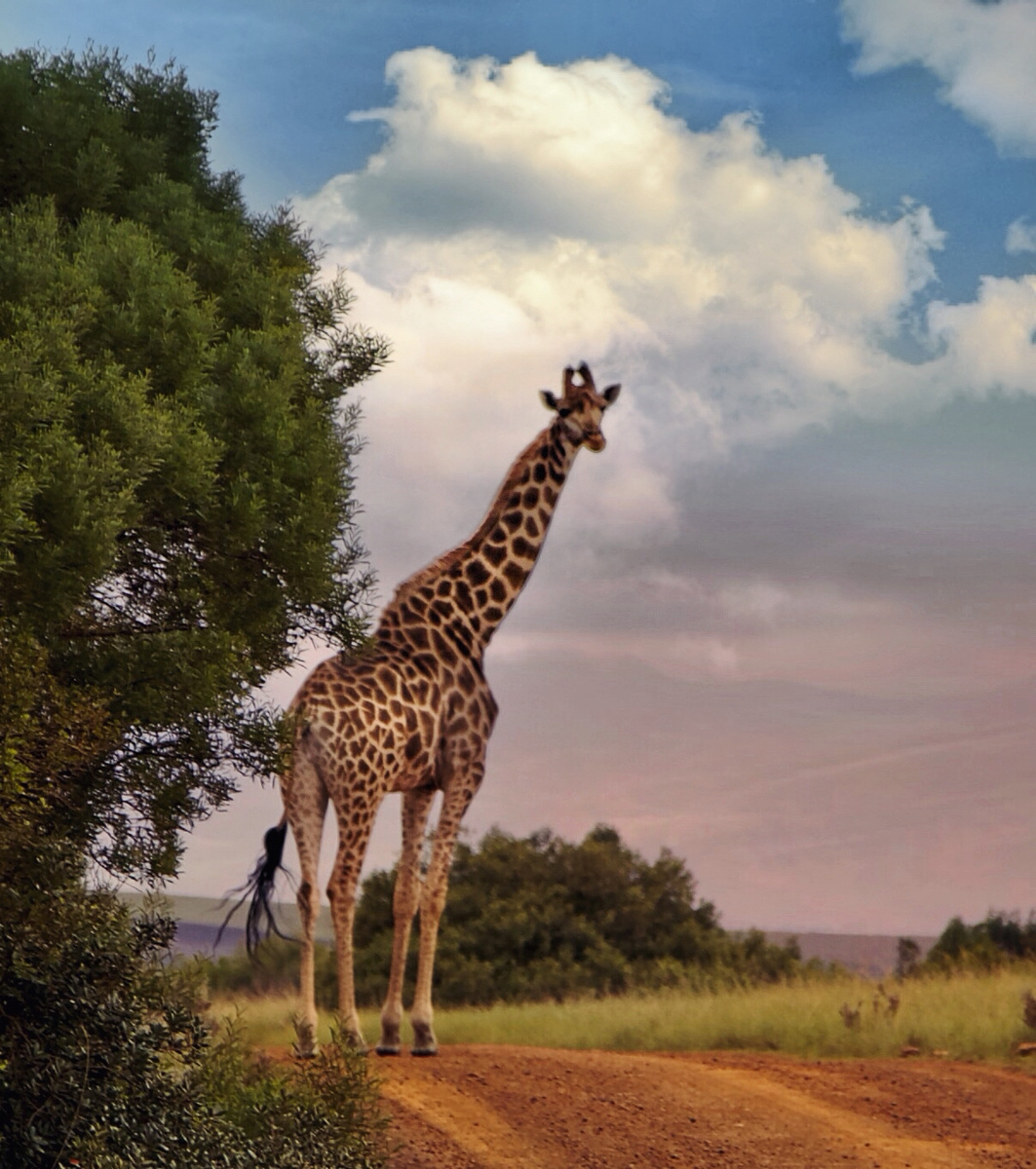Giraffe standing on a dirt track beneath a cloudy sky at Gondwana Game Reserve