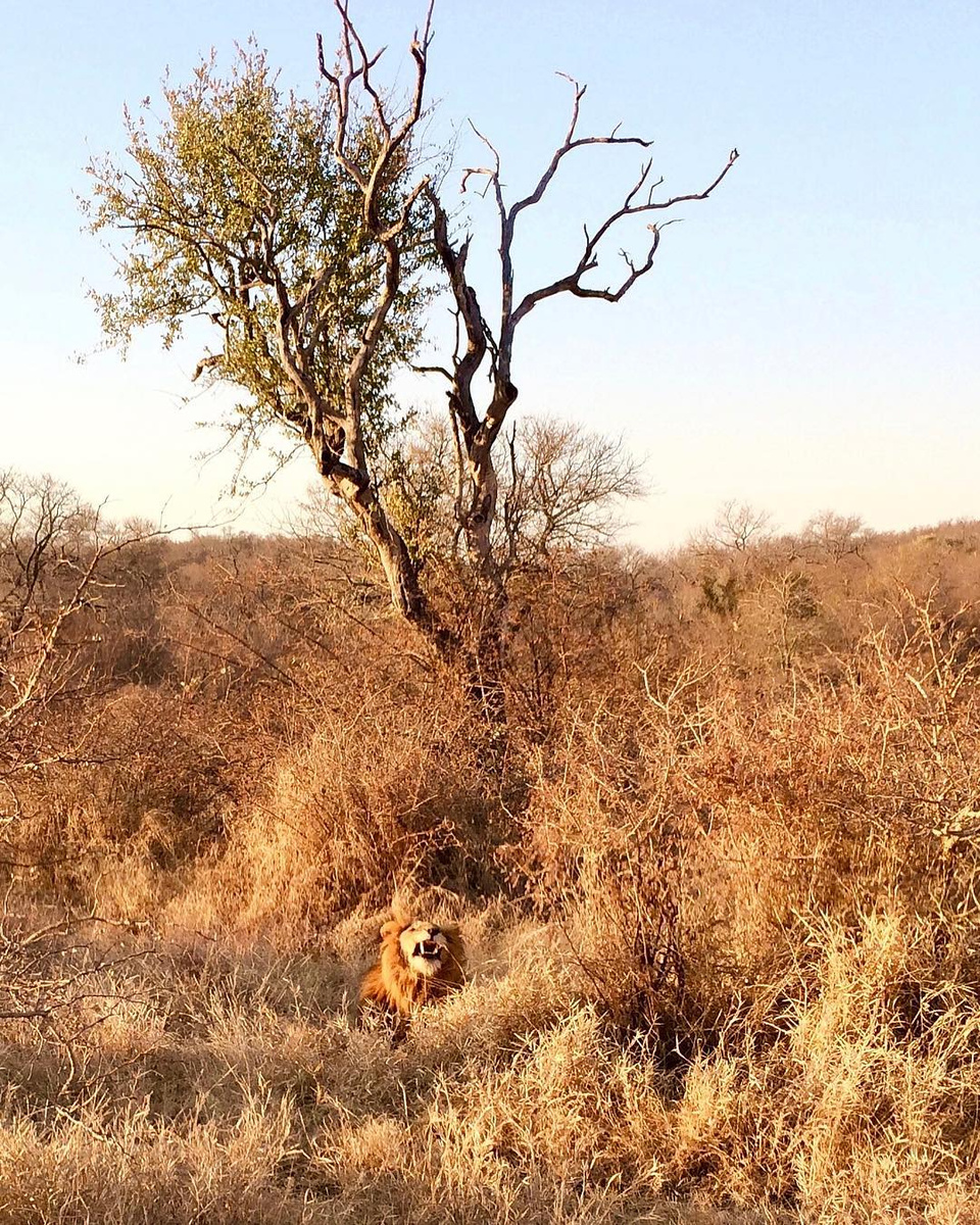 Male lion roaring from tawny grass below a tall tree at Gondwana Game Reserve