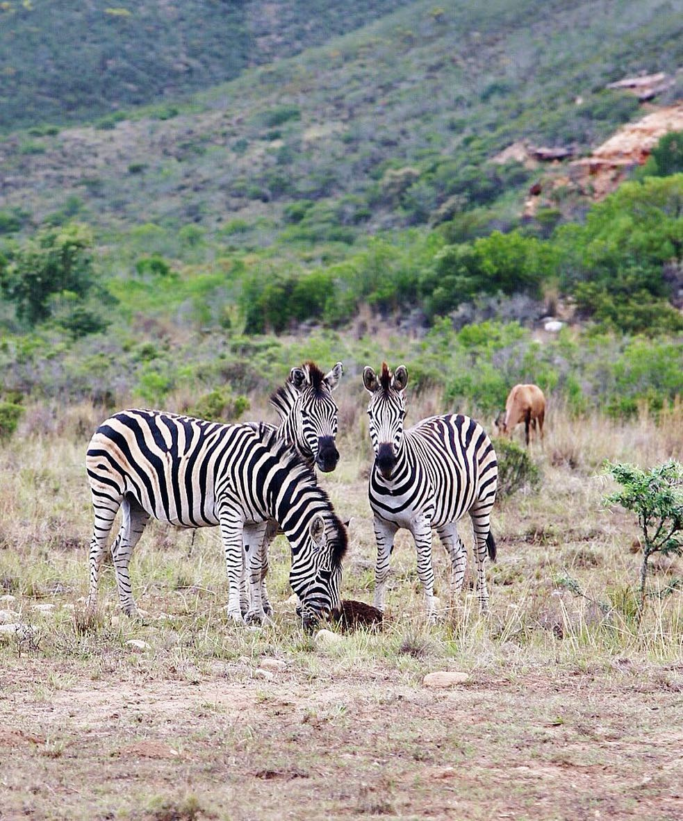 Three zebras standing together in green scrub at Gondwana Game Reserve