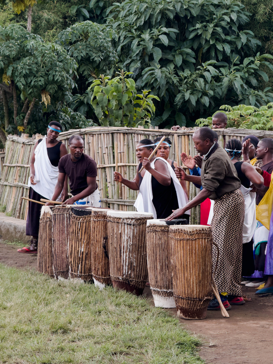 A line of Gorilla Guardians musicians play tall wooden drums outdoors near Volcanoes National Park.
