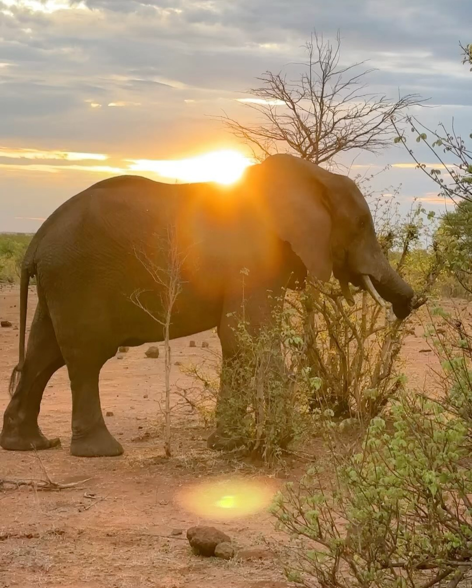 An elephant crosses dry scrub in Zambezi National Park with the setting sun behind it.