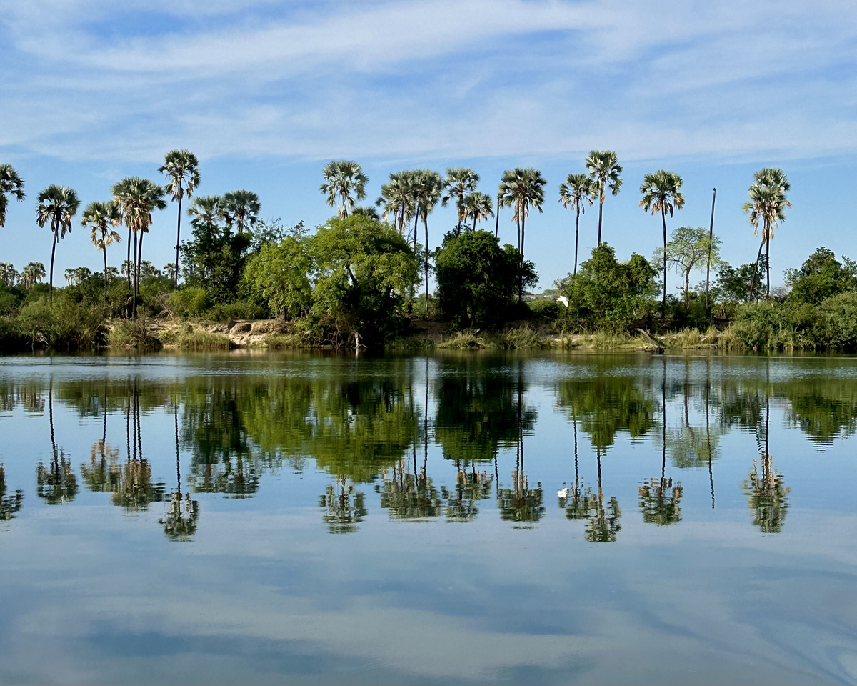 Palm trees and riverbank vegetation reflect in the calm Zambezi River near Victoria Falls River Lodge.
