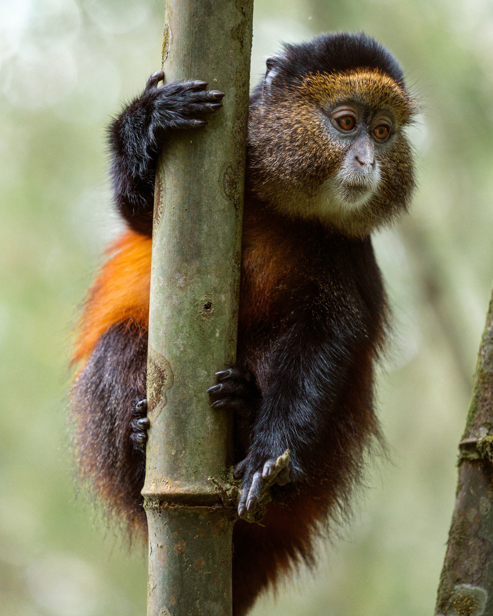 A golden monkey with orange fur clings to a bamboo stem in Volcanoes National Park.