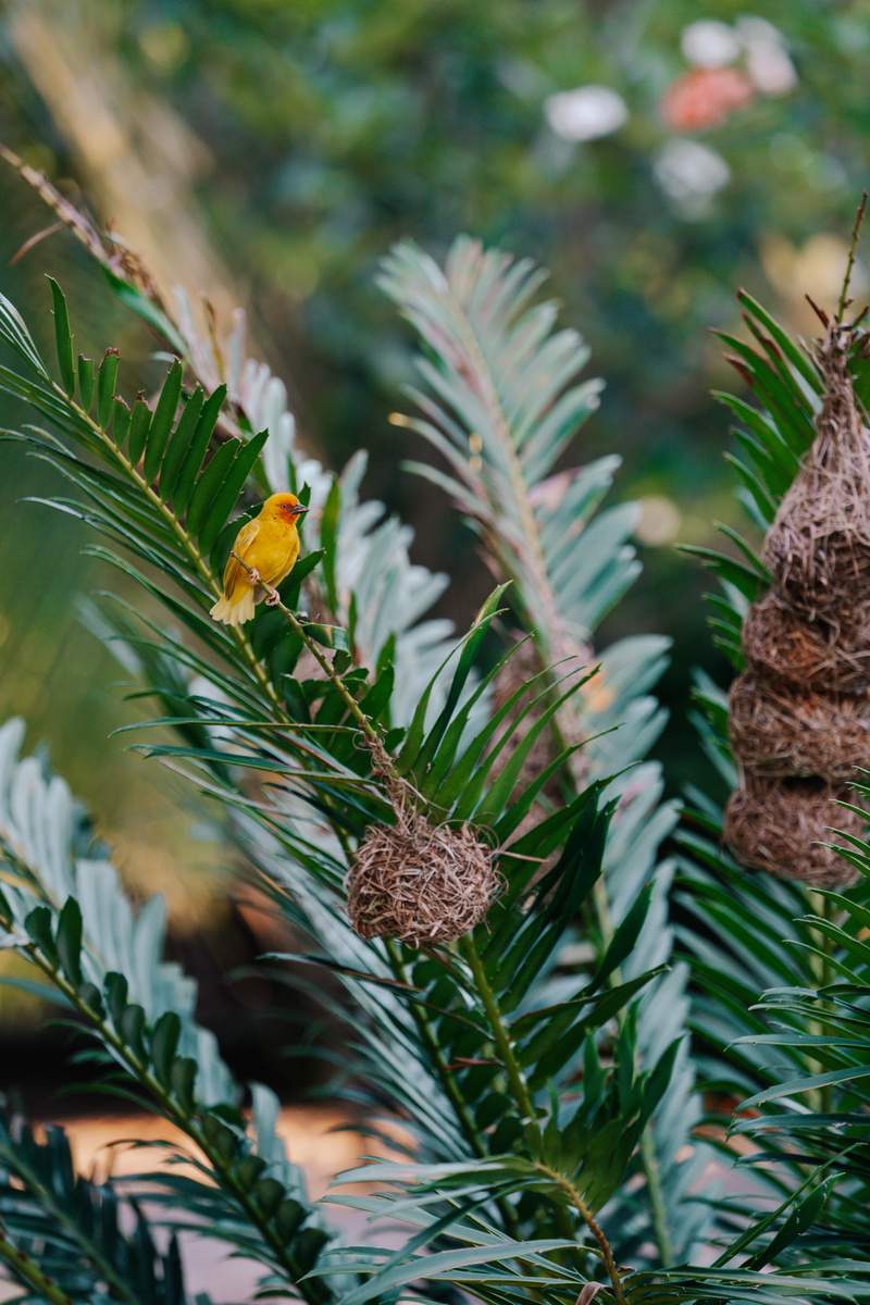 A small yellow bird perches beside a woven nest in the tropical hotel gardens.