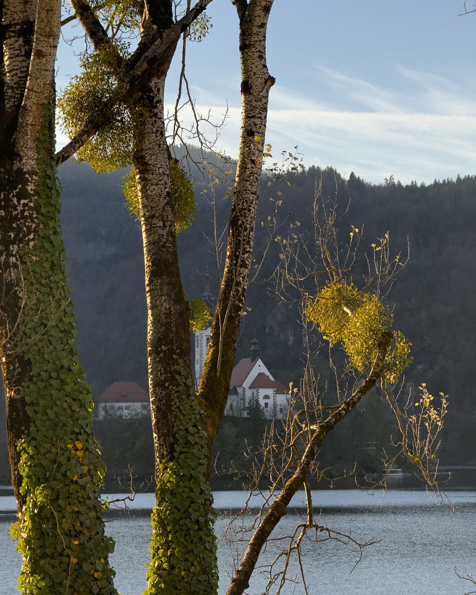 Bled Island seen between trees from the villa’s balcony.