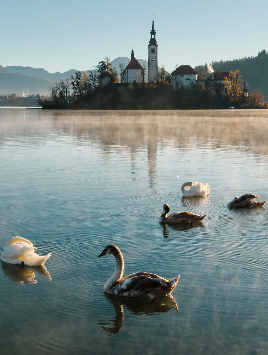 Swans on Lake Bled beneath the island church in the morning mist.