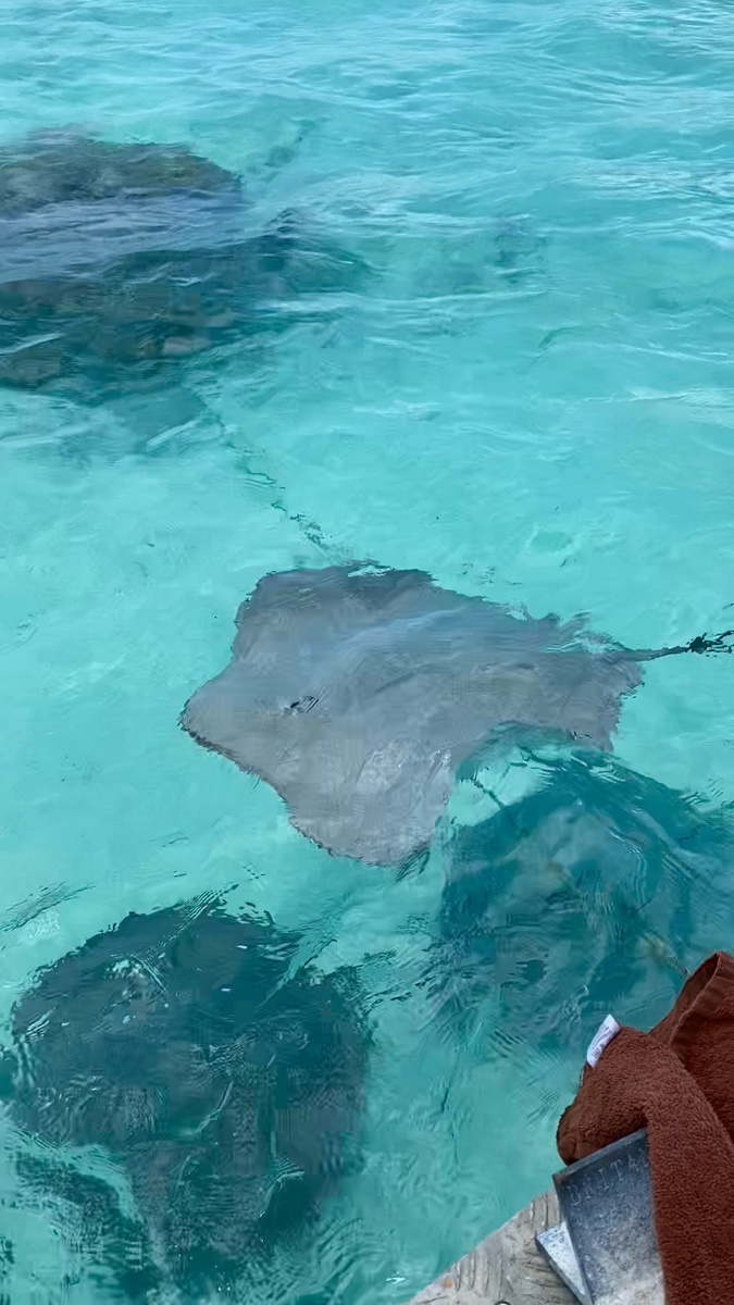 Stingrays swimming just beneath the clear turquoise water beside our excursion boat in Bora Bora