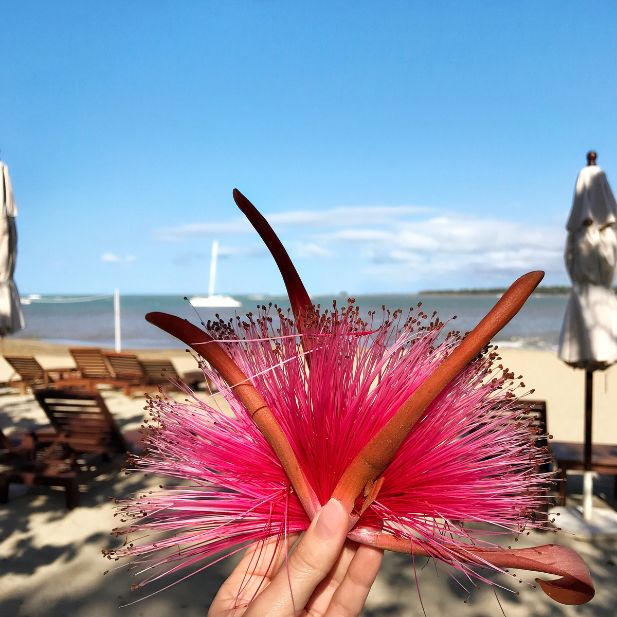 Pink flower held against a view of the beach and sea