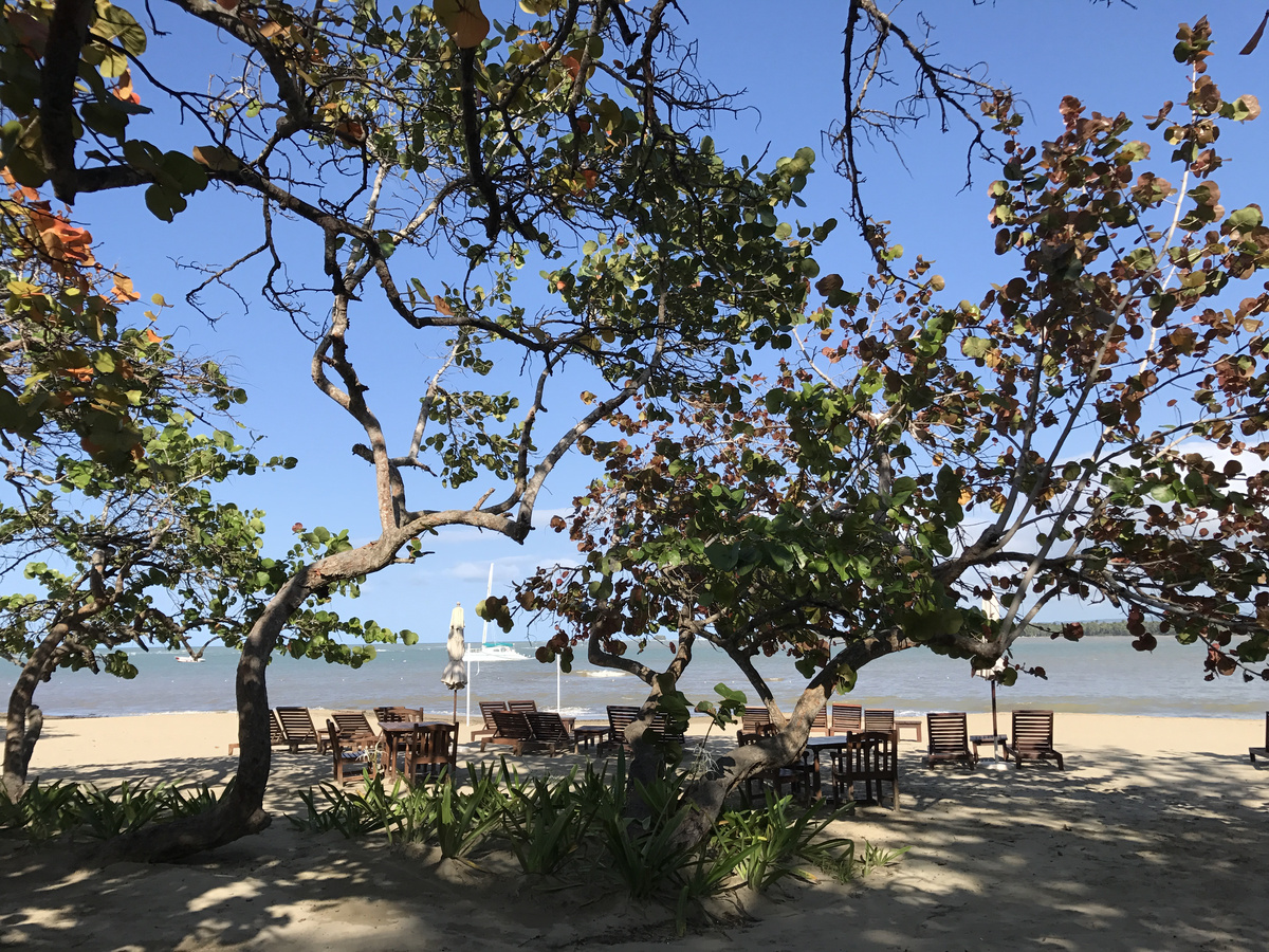 Beach loungers beneath sea grape trees on Playa Dorada
